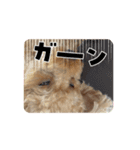 COCOまるちゃんの動くスタンプ①（個別スタンプ：6）