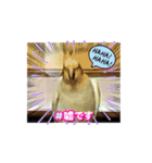 うちのオカメインコ*一部始終（個別スタンプ：1）