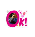 うちのオカメインコ*一部始終（個別スタンプ：2）