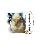 うちのオカメインコ*一部始終（個別スタンプ：5）