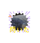 うちのオカメインコ*一部始終（個別スタンプ：6）