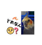 うちのオカメインコ*一部始終（個別スタンプ：12）