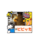 うちのオカメインコ*一部始終（個別スタンプ：13）