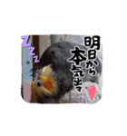 うちのオカメインコ*一部始終（個別スタンプ：15）