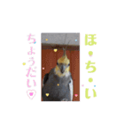 うちのオカメインコ*一部始終（個別スタンプ：16）