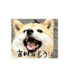 豆柴の福と申します（個別スタンプ：1）