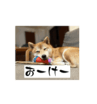 豆柴の福と申します（個別スタンプ：2）