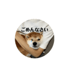 豆柴の福と申します（個別スタンプ：3）