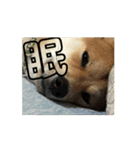 豆柴の福と申します（個別スタンプ：4）