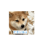 豆柴の福と申します（個別スタンプ：5）