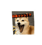 豆柴の福と申します（個別スタンプ：6）