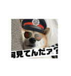 豆柴の福と申します（個別スタンプ：7）