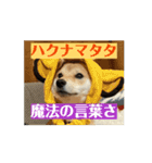 豆柴の福と申します（個別スタンプ：8）