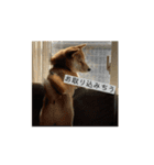 豆柴の福と申します（個別スタンプ：10）