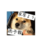 豆柴の福と申します（個別スタンプ：11）