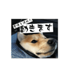 豆柴の福と申します（個別スタンプ：13）