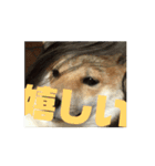 豆柴の福と申します（個別スタンプ：14）