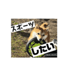豆柴の福と申します（個別スタンプ：15）