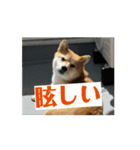 豆柴の福と申します（個別スタンプ：16）