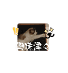 赤ちゃんしろぷ（個別スタンプ：3）