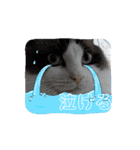 赤ちゃんしろぷ（個別スタンプ：4）