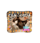 赤ちゃんしろぷ（個別スタンプ：5）