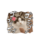 赤ちゃんしろぷ（個別スタンプ：7）