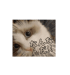 赤ちゃんしろぷ（個別スタンプ：9）