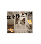 赤ちゃんしろぷ（個別スタンプ：13）
