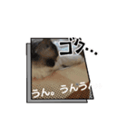 赤ちゃんしろぷ（個別スタンプ：16）