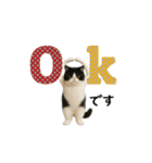 ぽっちゃり猫の実写風スタンプ(丁寧語)（個別スタンプ：1）