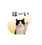 ぽっちゃり猫の実写風スタンプ(丁寧語)（個別スタンプ：3）
