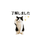 ぽっちゃり猫の実写風スタンプ(丁寧語)（個別スタンプ：4）