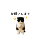 ぽっちゃり猫の実写風スタンプ(丁寧語)（個別スタンプ：5）