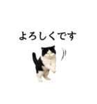 ぽっちゃり猫の実写風スタンプ(丁寧語)（個別スタンプ：6）