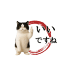 ぽっちゃり猫の実写風スタンプ(丁寧語)（個別スタンプ：7）