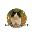 ぽっちゃり猫の実写風スタンプ(丁寧語)（個別スタンプ：8）