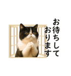 ぽっちゃり猫の実写風スタンプ(丁寧語)（個別スタンプ：10）