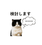 ぽっちゃり猫の実写風スタンプ(丁寧語)（個別スタンプ：14）