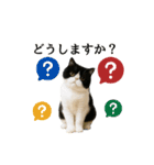 ぽっちゃり猫の実写風スタンプ(丁寧語)（個別スタンプ：17）