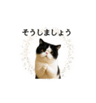ぽっちゃり猫の実写風スタンプ(丁寧語)（個別スタンプ：18）
