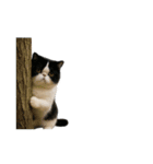 ぽっちゃり猫の実写風スタンプ(丁寧語)（個別スタンプ：20）