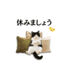 ぽっちゃり猫の実写風スタンプ(丁寧語)（個別スタンプ：21）
