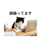 ぽっちゃり猫の実写風スタンプ(丁寧語)（個別スタンプ：22）