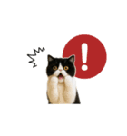 ぽっちゃり猫の実写風スタンプ(丁寧語)（個別スタンプ：24）