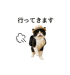 ぽっちゃり猫の実写風スタンプ(丁寧語)（個別スタンプ：25）