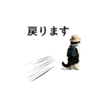 ぽっちゃり猫の実写風スタンプ(丁寧語)（個別スタンプ：26）