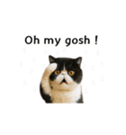 ぽっちゃり猫の実写風スタンプ(丁寧語)（個別スタンプ：27）