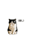 ぽっちゃり猫の実写風スタンプ(丁寧語)（個別スタンプ：28）