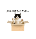 ぽっちゃり猫の実写風スタンプ(丁寧語)（個別スタンプ：31）